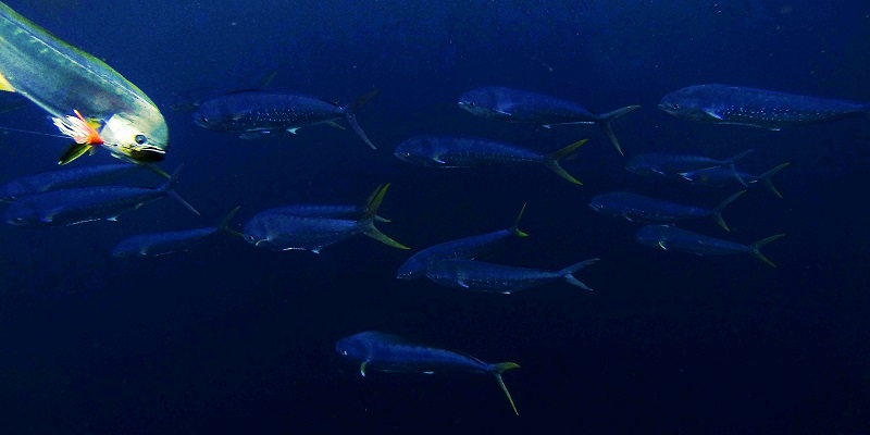 Mahi jumping